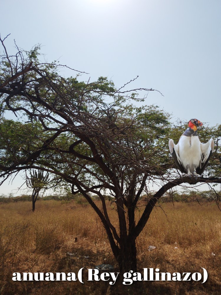 King Vulture