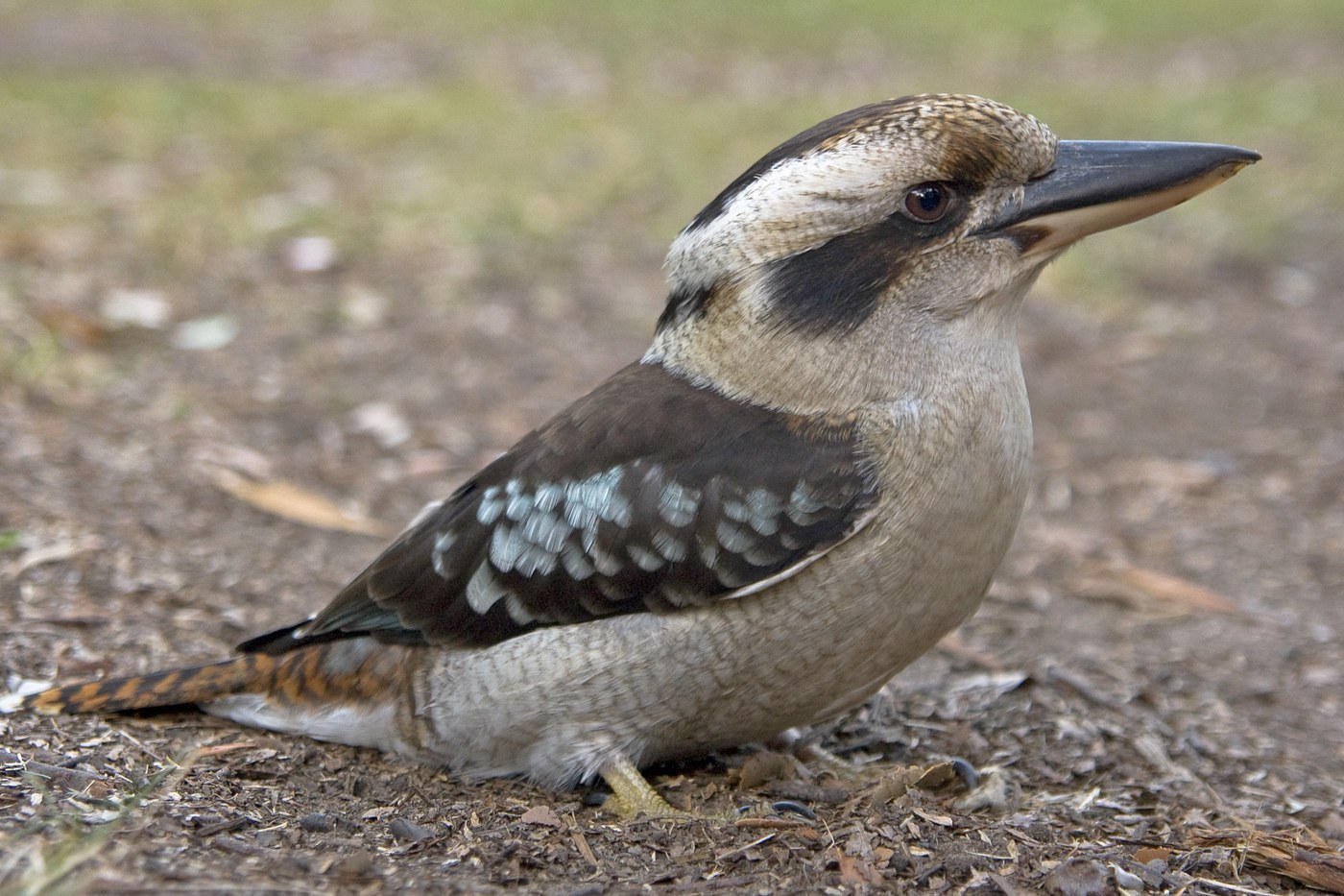 Laughing Kookaburra