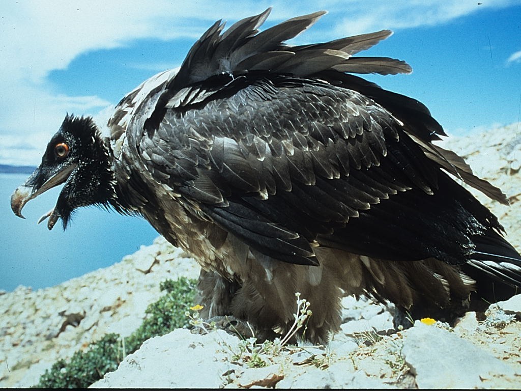 Bearded Vulture