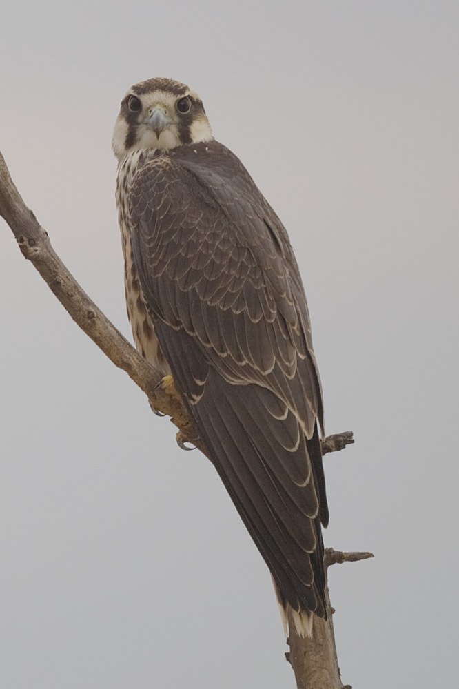 Lanner Falcon