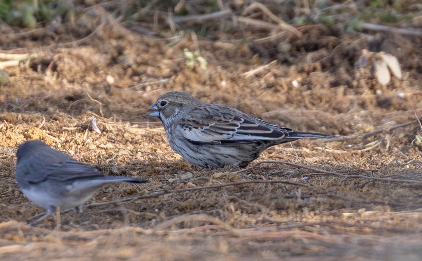 Lark Bunting