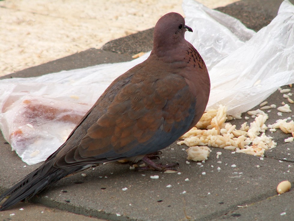 Laughing Dove