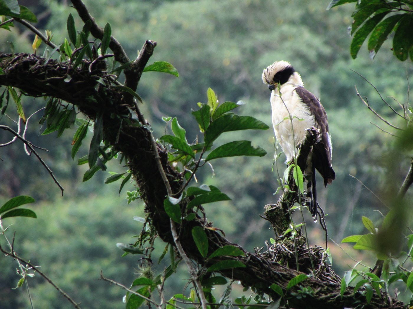Laughing Falcon