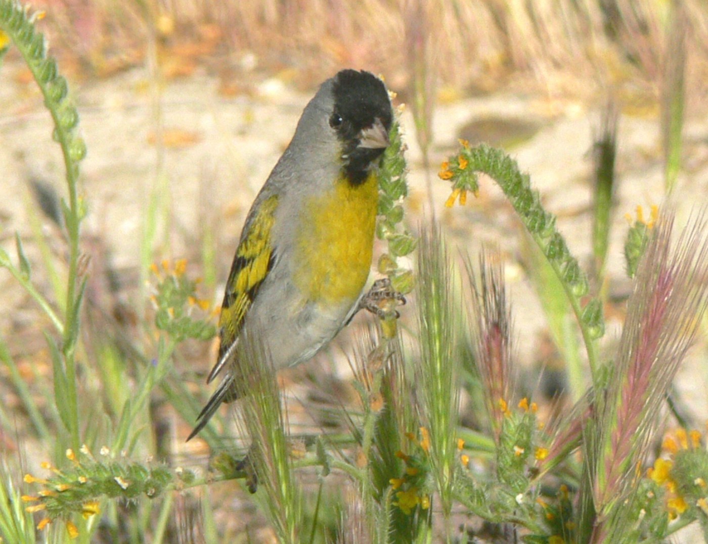 Lawrence's Goldfinch