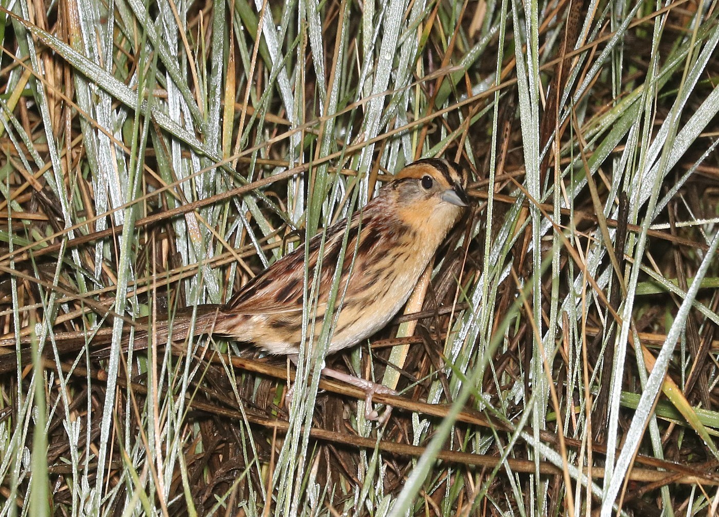 Le Conte's Sparrow