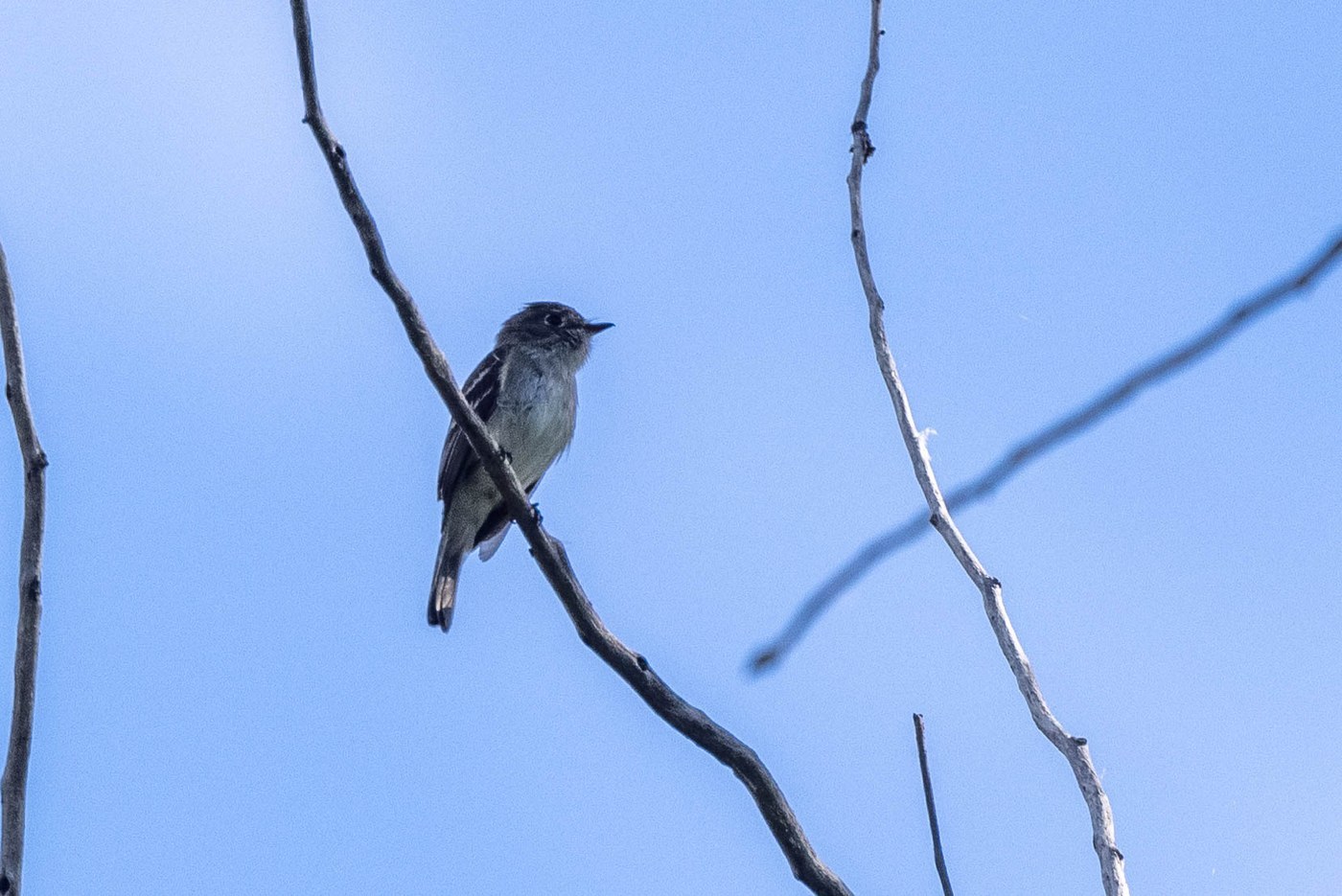 Least Flycatcher
