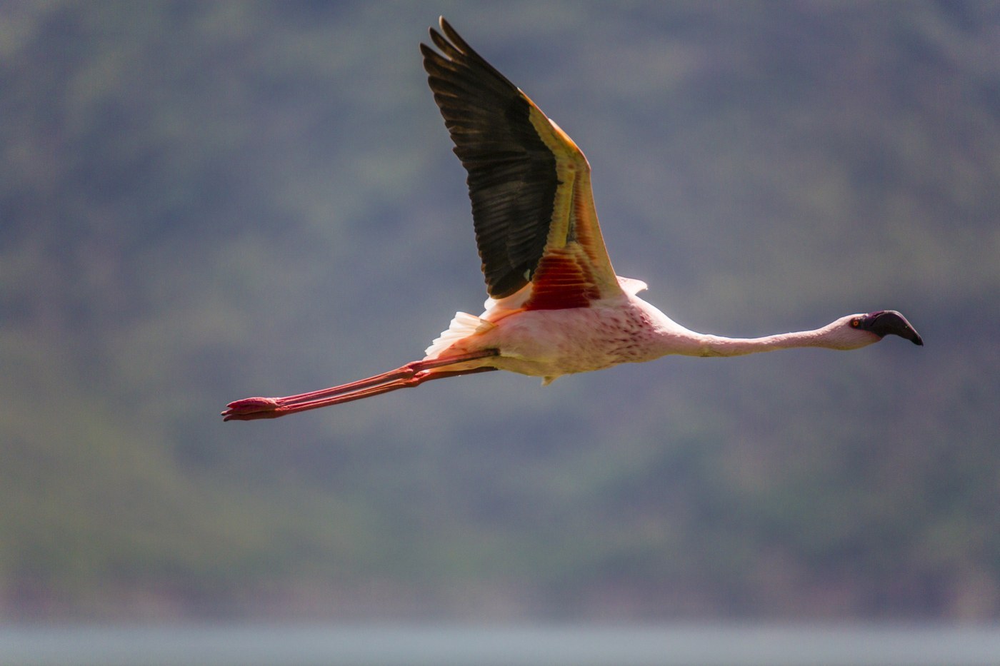 Lesser Flamingo