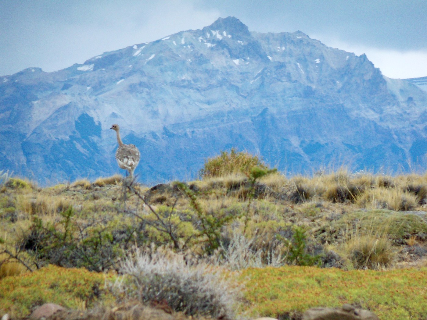 Lesser Rhea