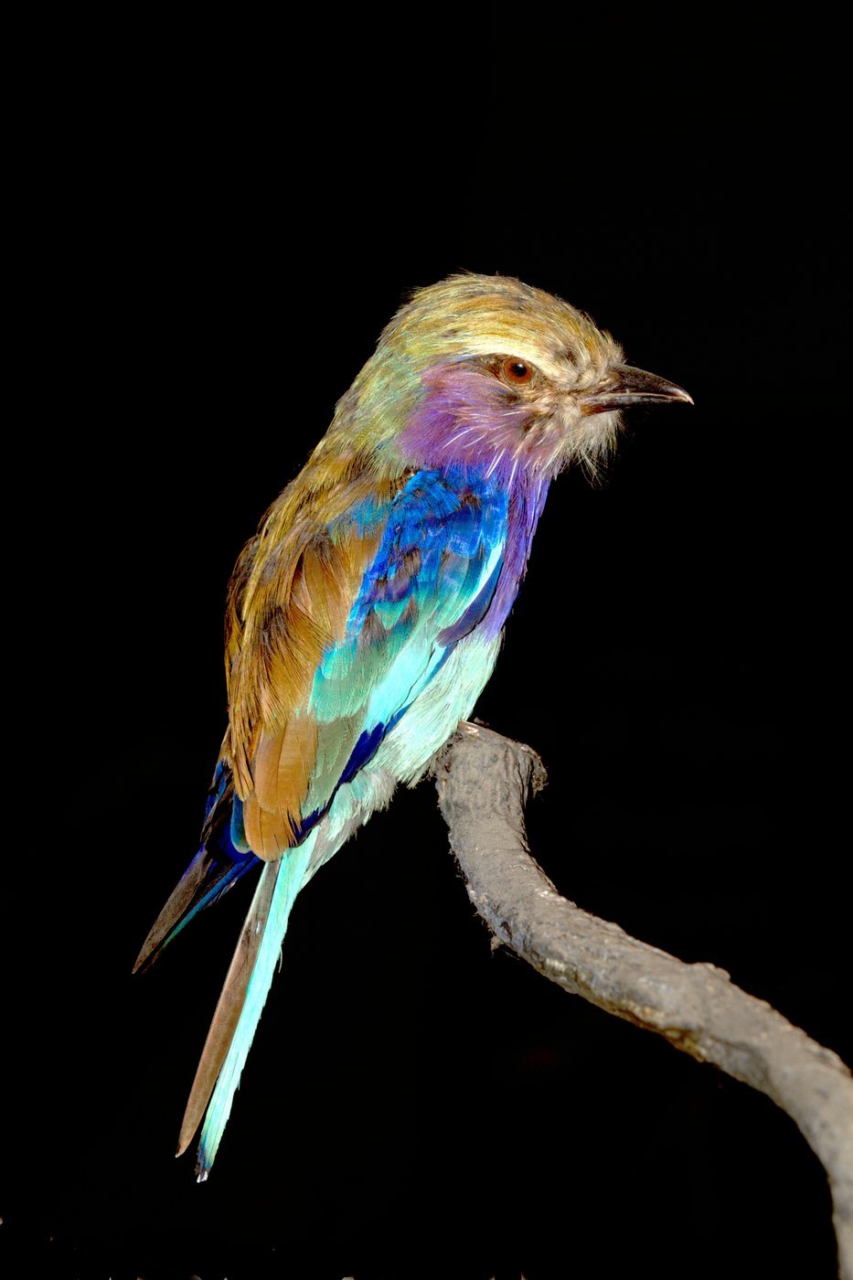Lilac-breasted Roller
