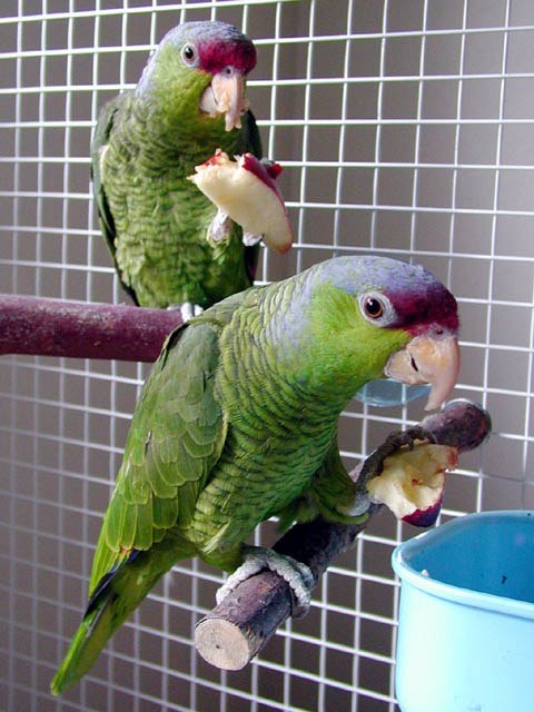Lilac-crowned Amazon