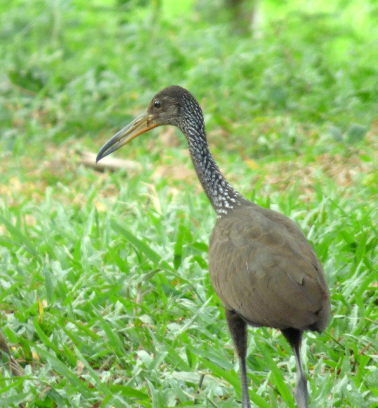 Limpkin