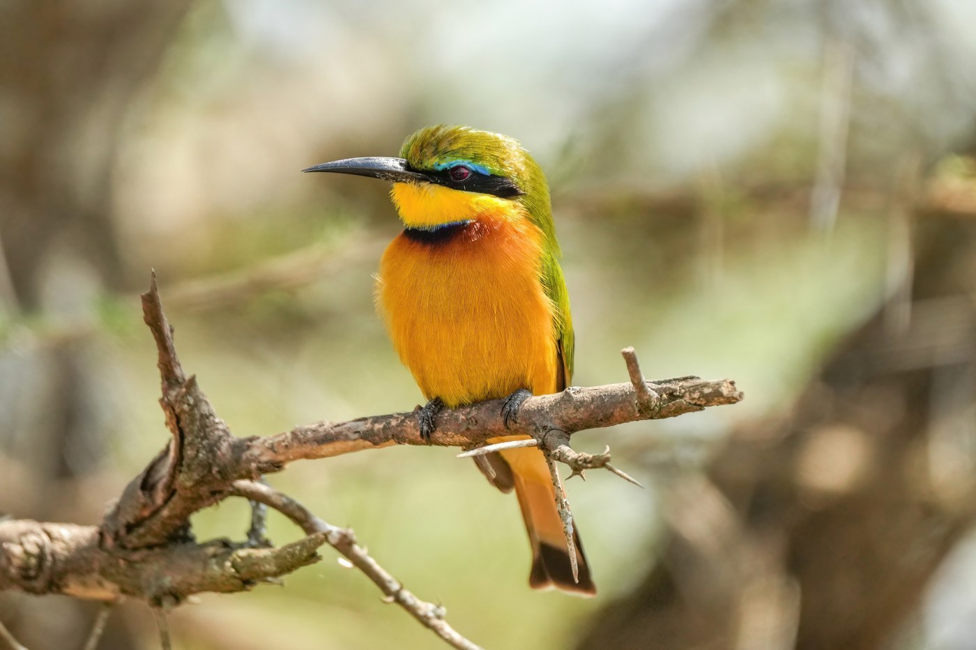 Little Bee-eater