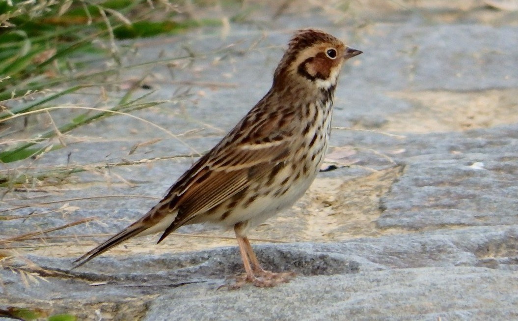Little Bunting