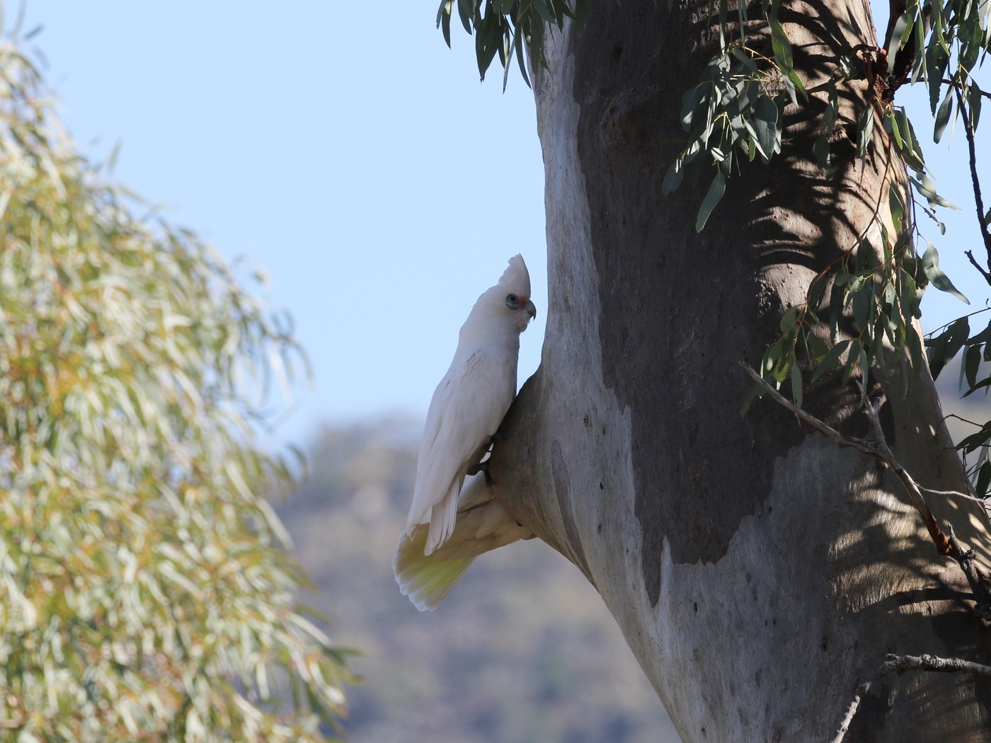 Bare-eyed Cockatoo