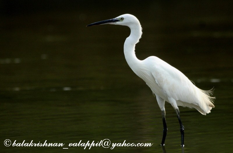 Little Egret