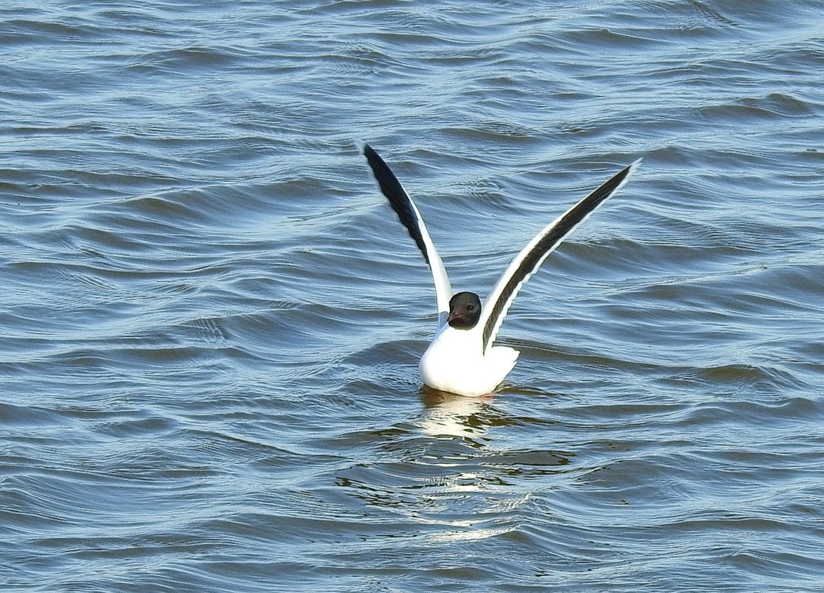 Little Gull