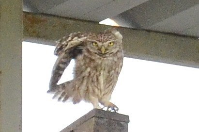 Little Owl