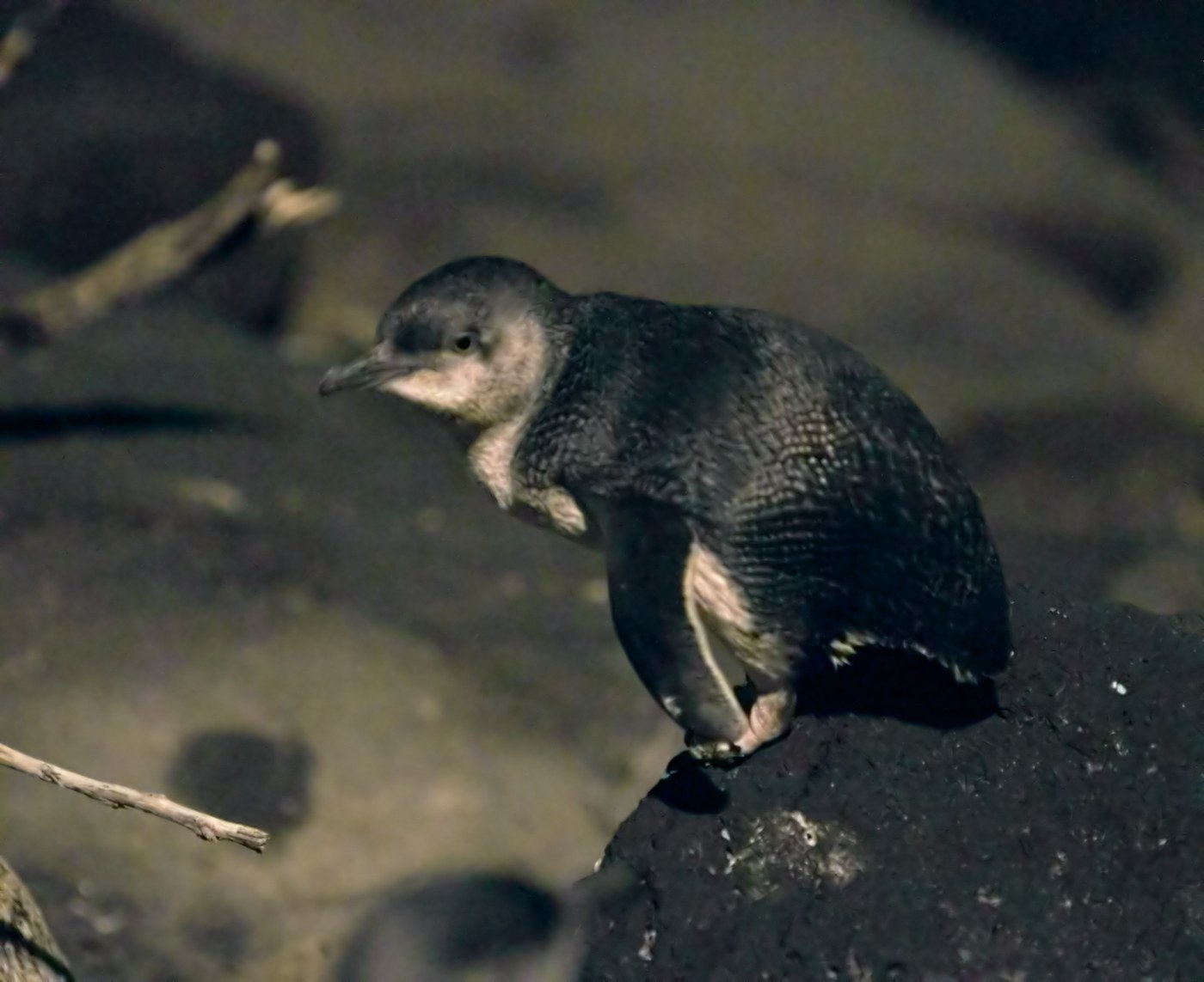 Little Penguin