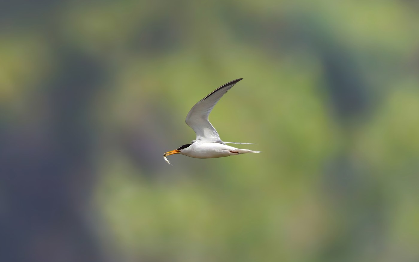 Little Tern