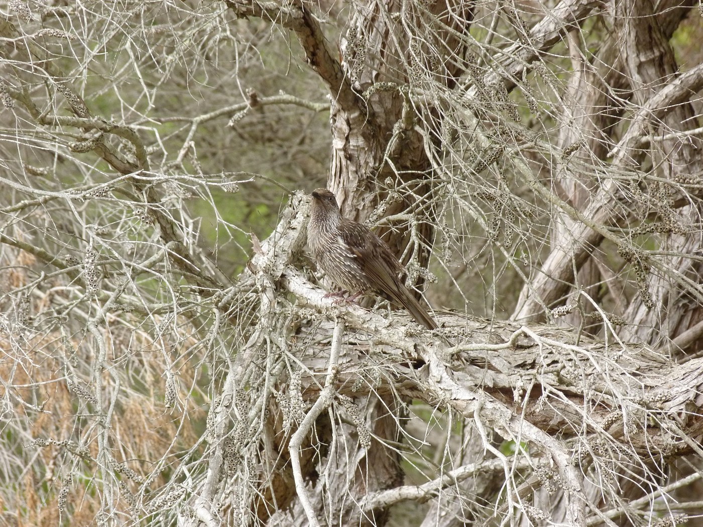 Little Wattlebird