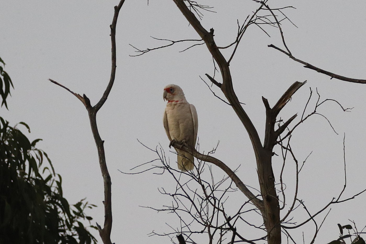 Long-billed Corella