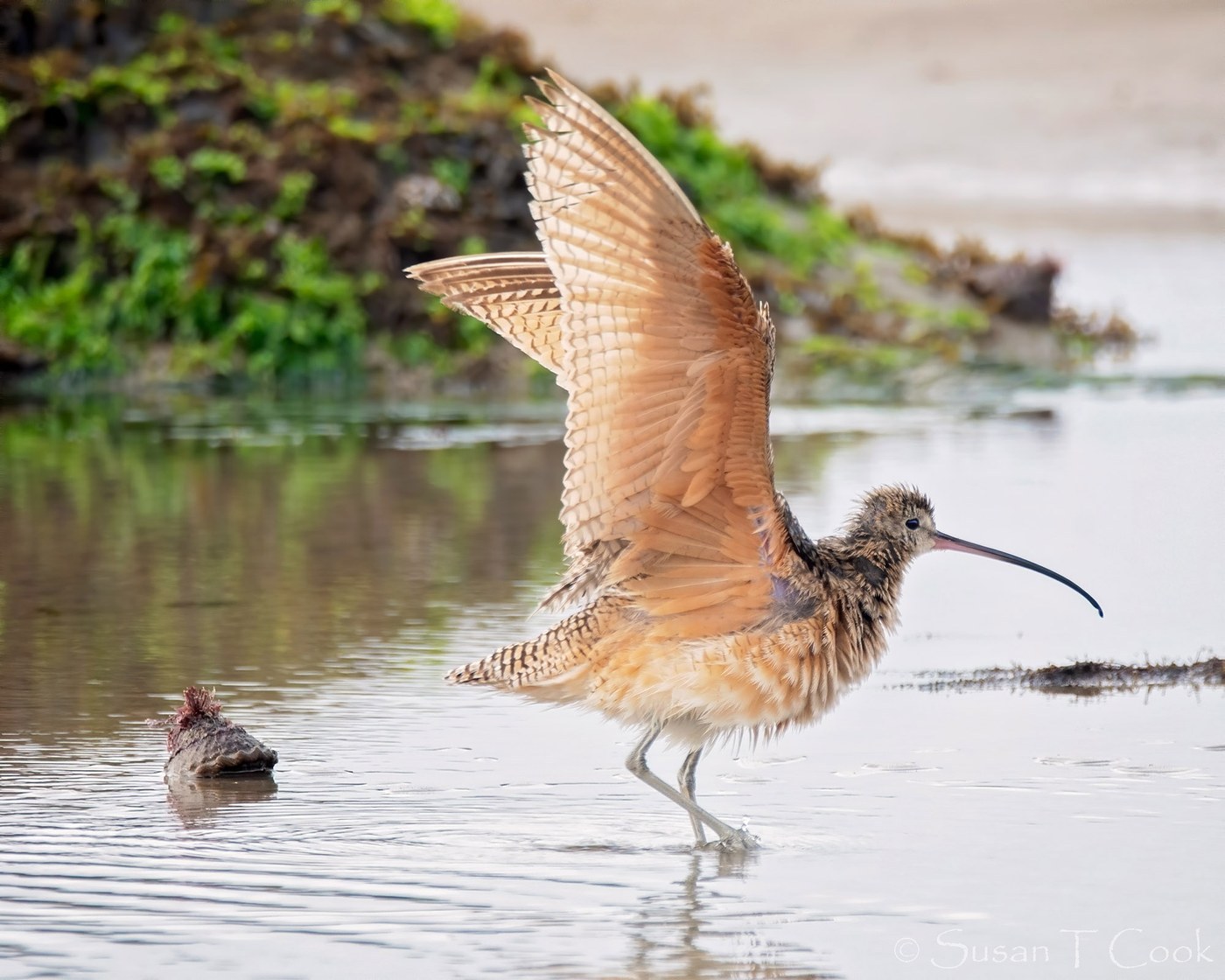 Long-billed Curlew