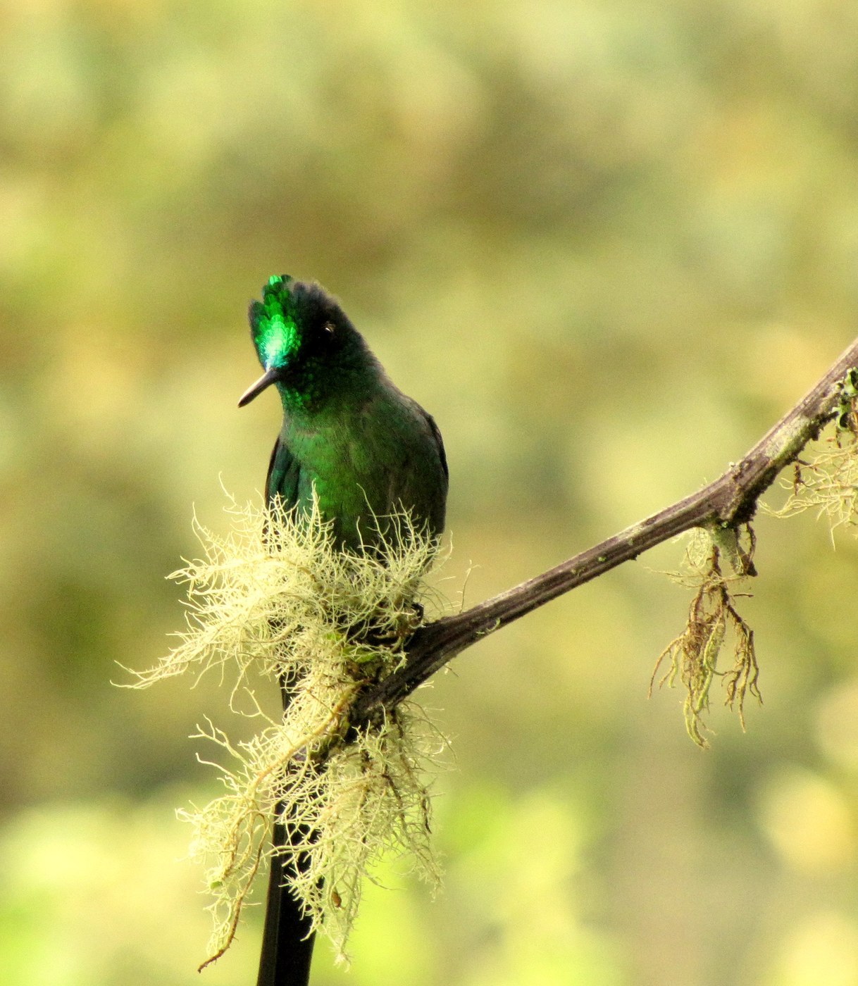 Long-tailed Sylph