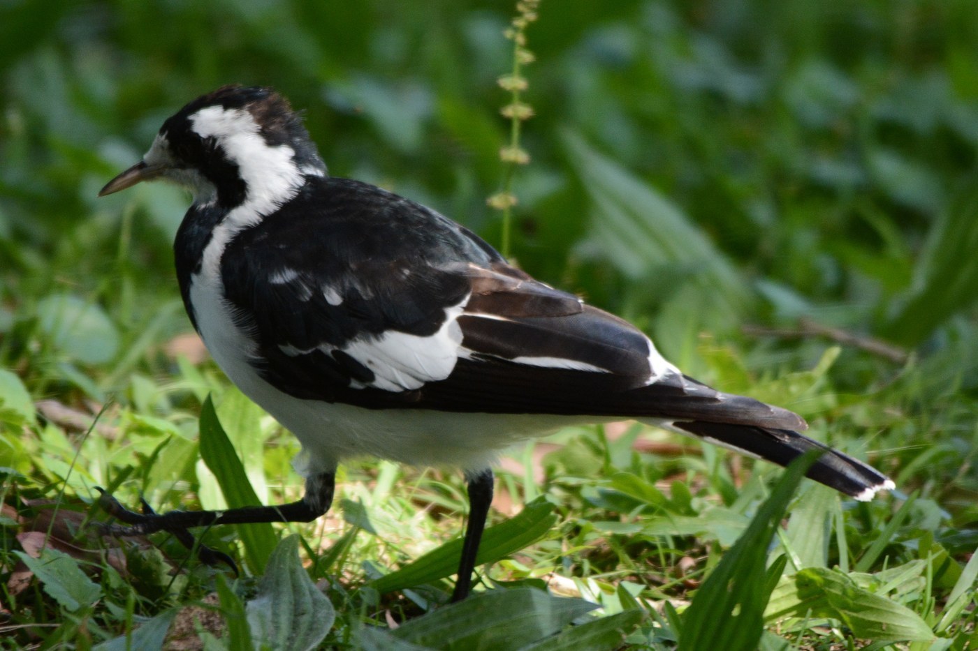 Magpie-lark