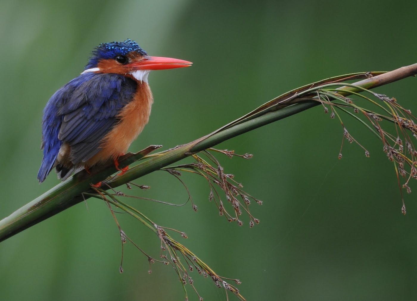 Malachite Kingfisher