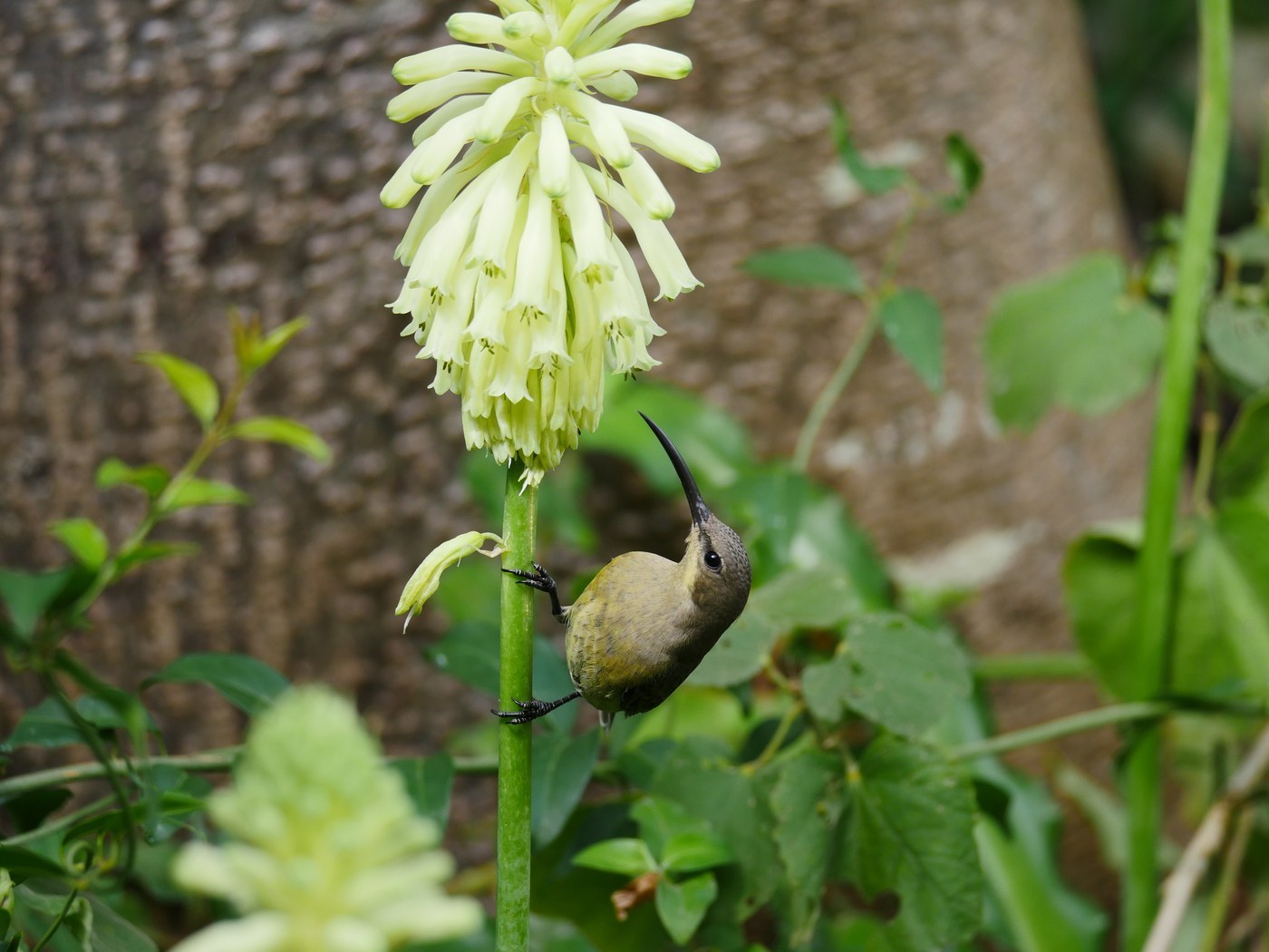 Malachite Sunbird