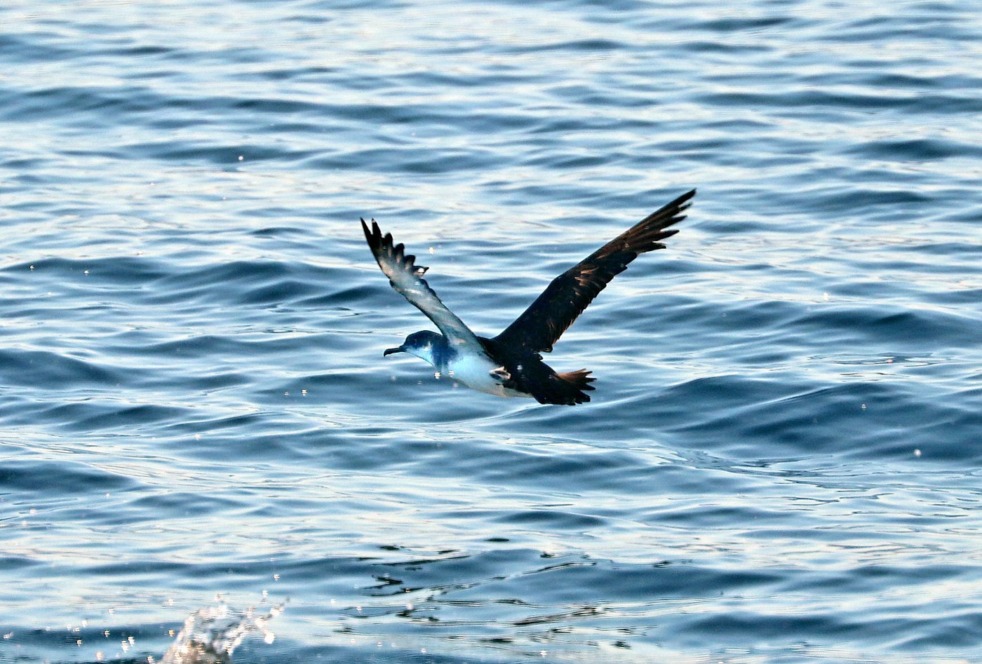Manx Shearwater
