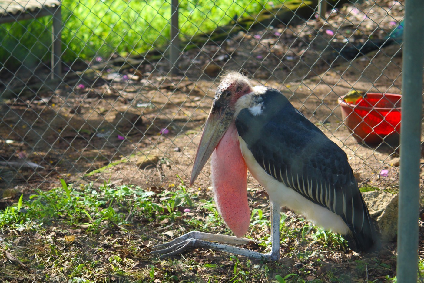 Marabou Stork