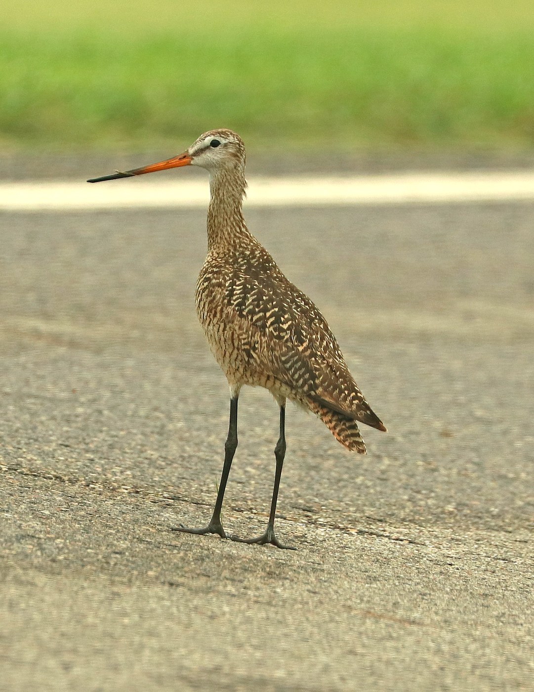 Marbled Godwit