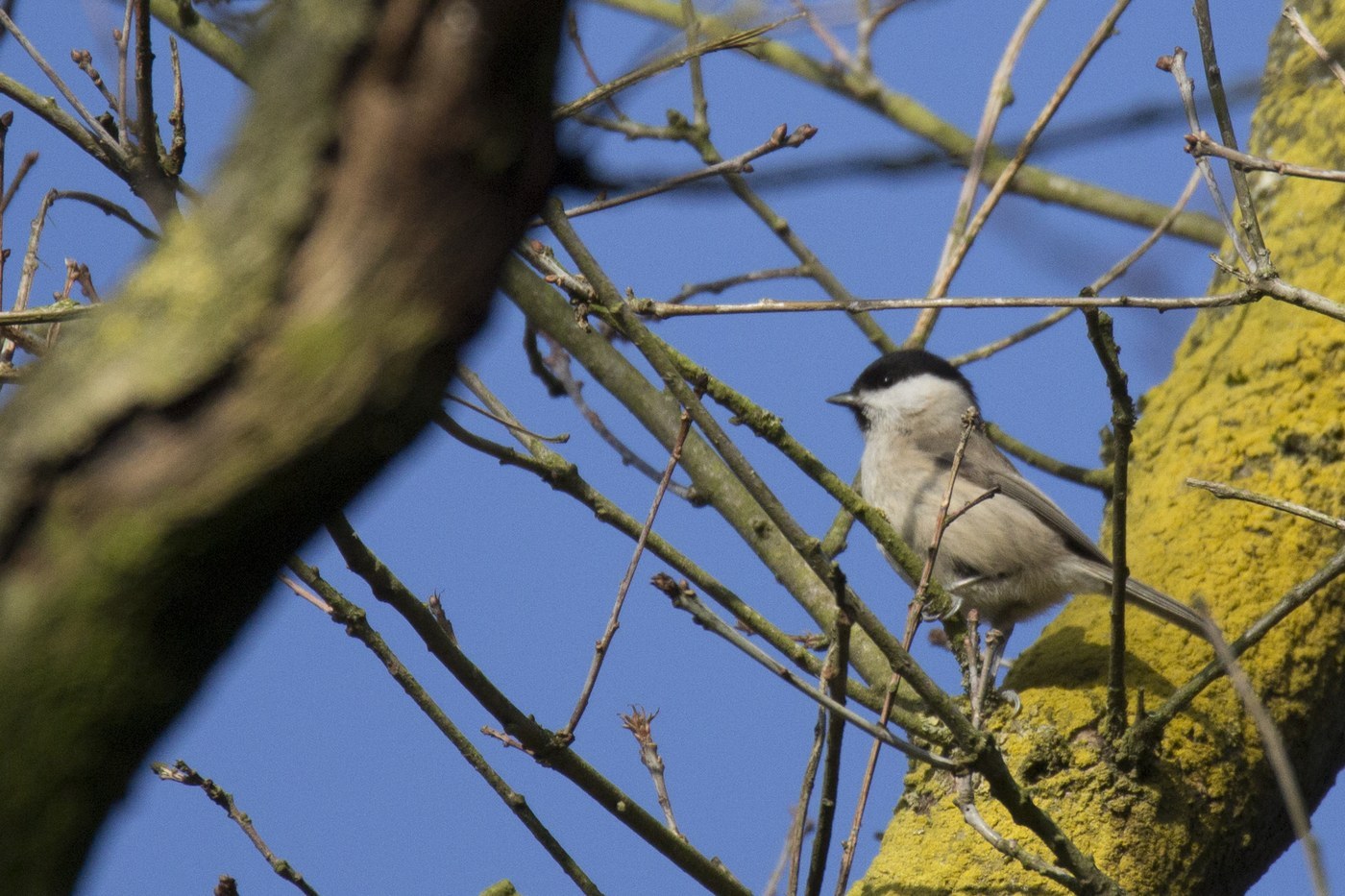 Marsh Tit