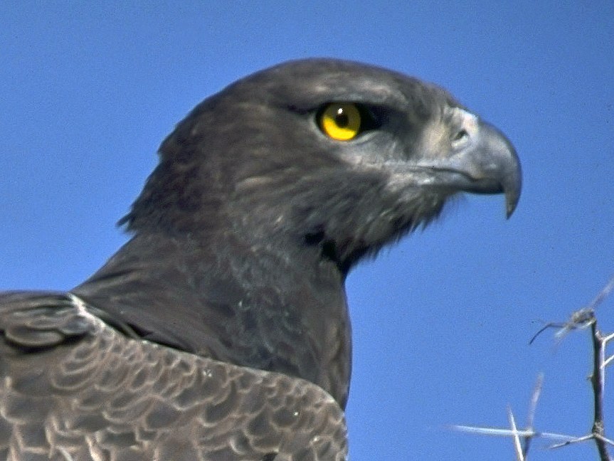 Martial Eagle