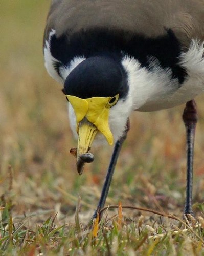 How to Identify Masked Lapwing Feathers