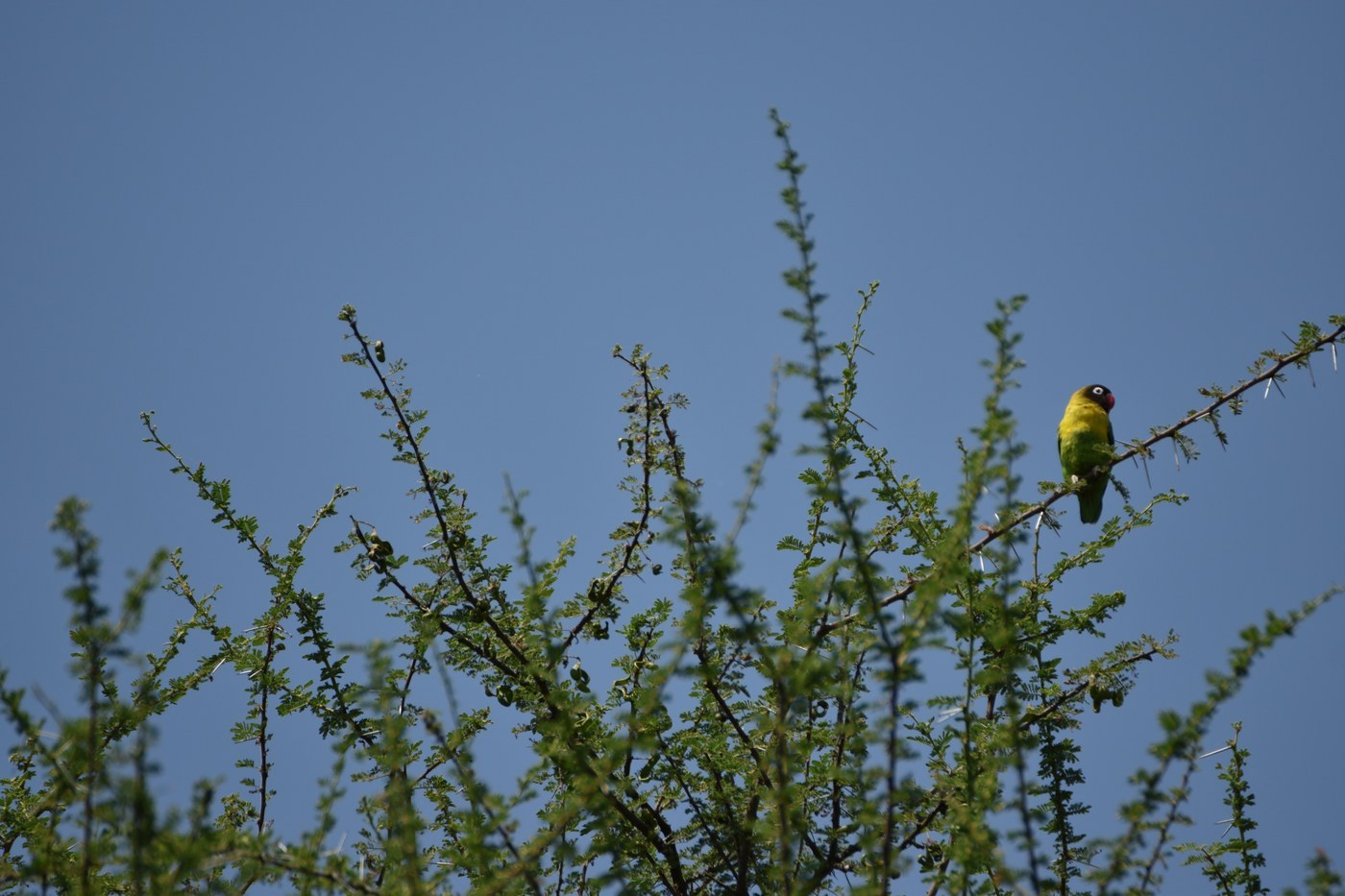 Yellow-collared Lovebird