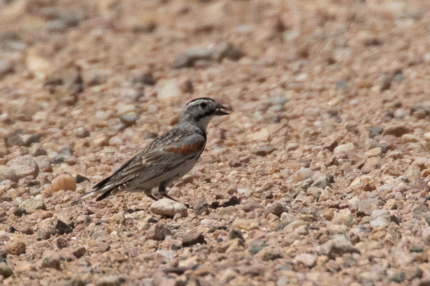 Thick-billed Longspur