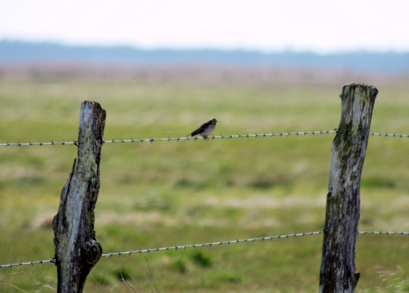 Meadow Pipit