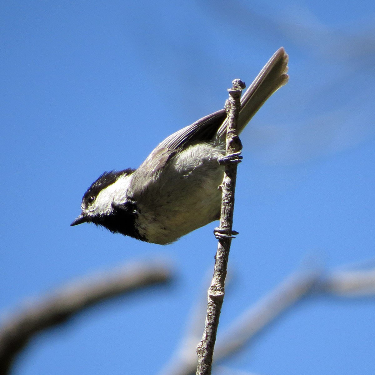 Mexican Chickadee