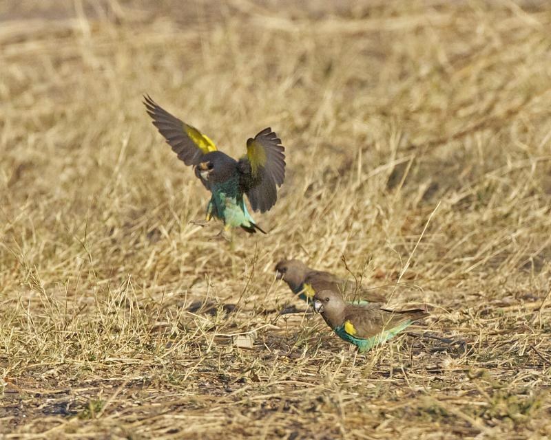 Meyer's Parrot