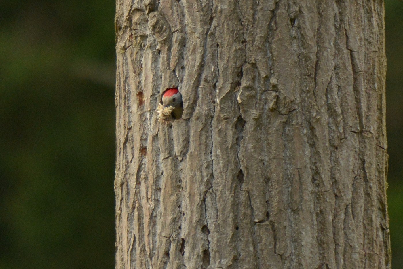 Middle Spotted Woodpecker