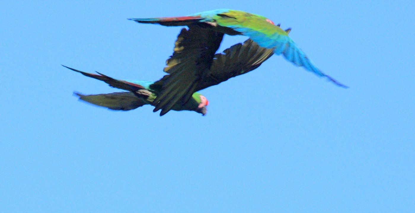 Military Macaw