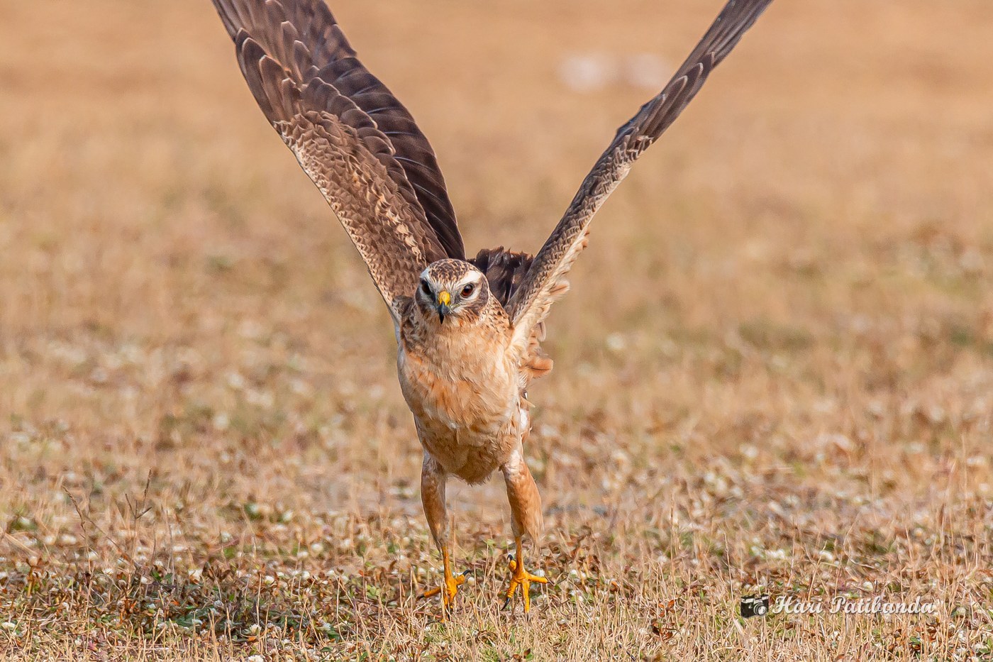 Montagu's Harrier