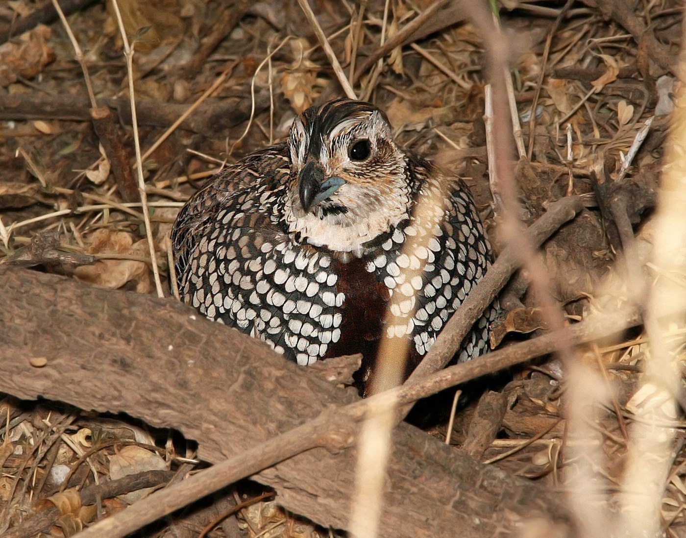 Montezuma Quail