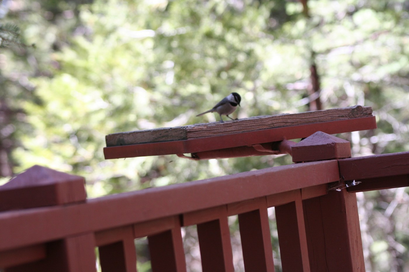 Mountain Chickadee