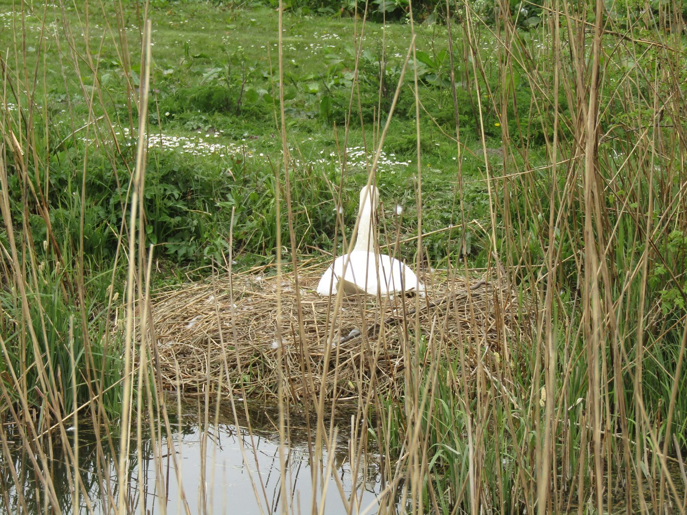 Mute Swan