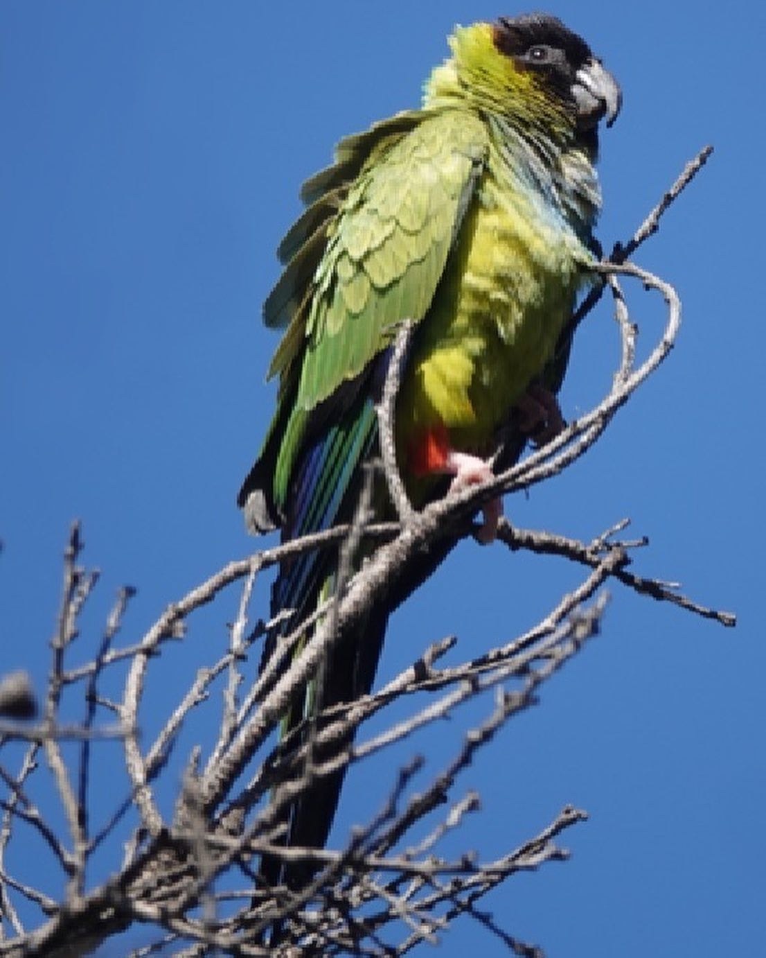 Nanday Conure