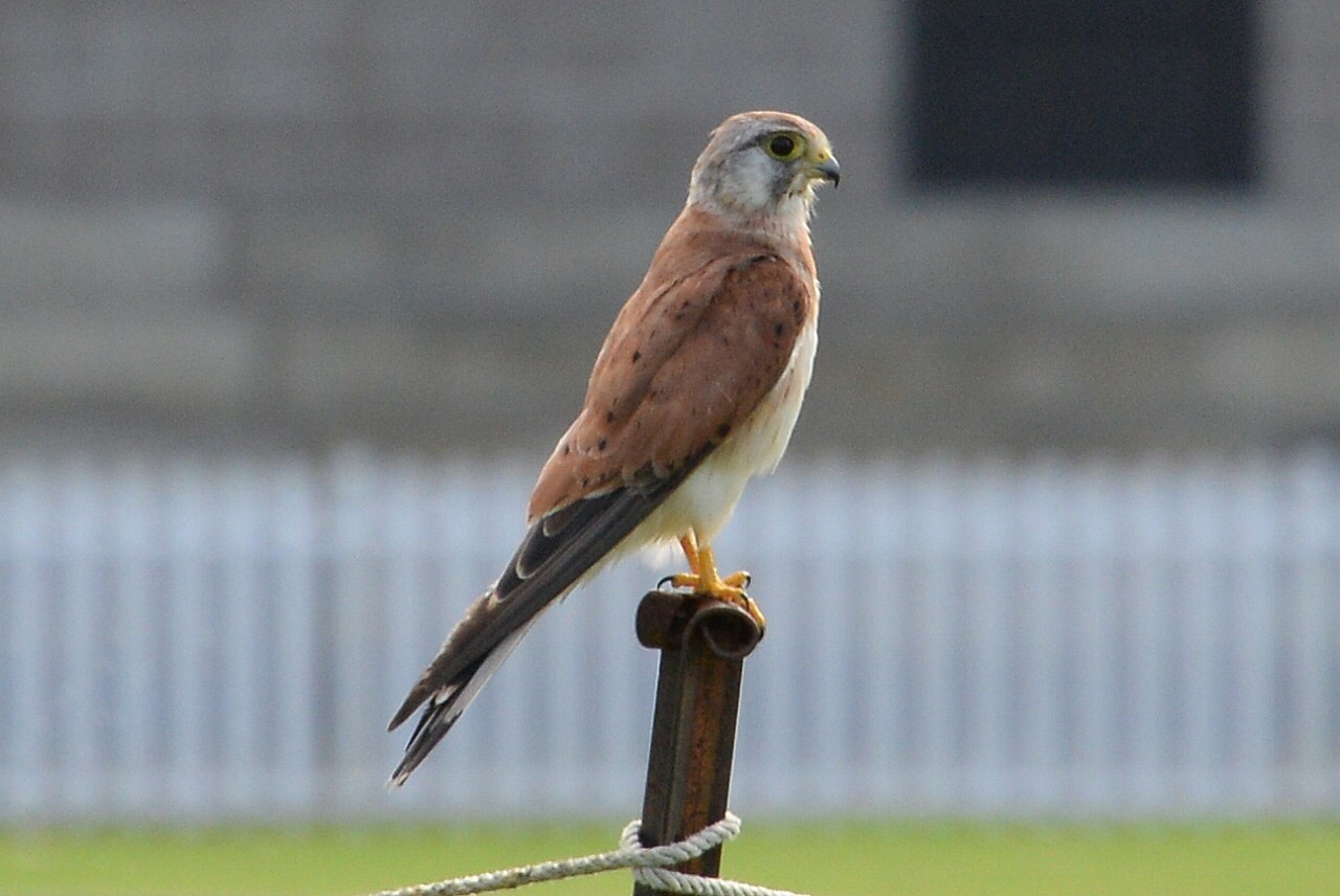 Nankeen Kestrel