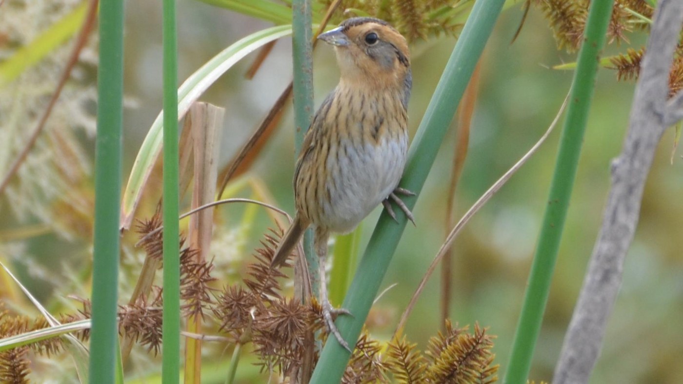 Nelson's Sparrow